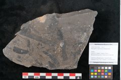Foto (Objekt + Etikett) von Neuropteris karwinensis Ettingshausen (NHMW-GEO-2024-0188-10665)